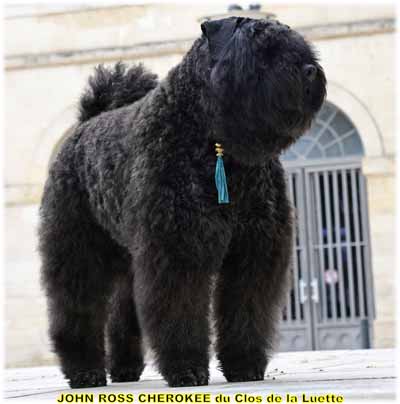 JOHN ROSS CHEROKEE  © Elevage de bouviers des flandres du Clos de la Luette specialisé pour le bouvier des flandres Copyrigth depose